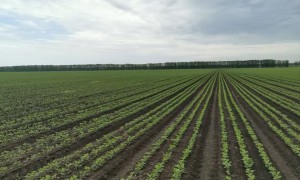 黑龙江权豆3号种植效益与投入产出比深度解析，种植方法用户力荐