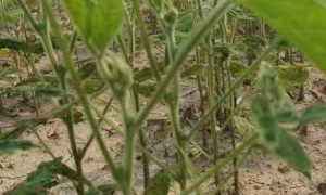 吉林正规的椭圆粒天豆一号种子厂家有哪些
