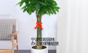 宁波会议室大型绿植租赁服务商综合实力推荐
