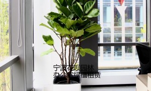宁波做全包保养的绿植租赁公司推荐，行业头部服务商实力盘点