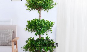 宁波做了九年的绿植租赁公司，合作实力参考