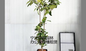 2026年办公室绿植租赁服务商甄选推荐指南
