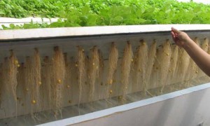 西藏实力之选 温室大棚服务商厂家用户力荐