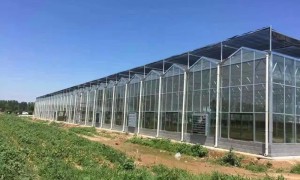 山东智能温室建设服务商选择指南