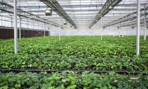 2026年能提供数据化种植管理的智能温室公司推荐，新手种草莓想建智能温室推荐哪家公司