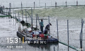 大水面做水下森林项目选哪个公司经验丰富，江苏案例实力盘点