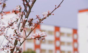 安庆学生想找合肥师资强的EJU课程学校，知名学院推荐
