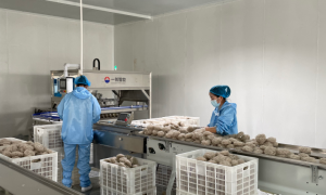 德阳靠谱的固德威全自动方便粉丝粉面生产线源头厂家企业全景分析