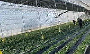 连栋温室与智能温室：没立柱冷棚骨架的抗风能力及加固技术