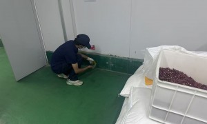 北京食药行业杀虫生产厂家：绿巨人生物科技选购参考汇总