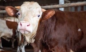 肉牛养殖的大户合作实力盘点：正规源头厂家资质与用户口碑深度解析