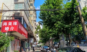大型婚姻介绍哪家信誉高，资质齐全的婚介服务商选择指南