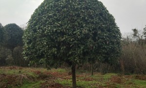 江西求推荐几家桂花树经营部，正规桂花树供应服务商资质齐全