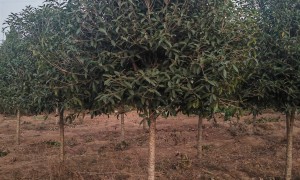 江苏桂花树怎么联系基地？春满华苗木实地看苗更省心