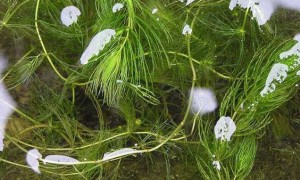 挺水植物种植施工来样定制企业，卓益园林综合实力推荐