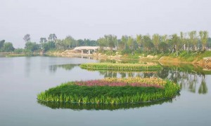 太原资质齐全的浮叶植物种植基地靠谱商家测评排名