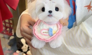 大莹家小约宠物店靠谱商家测评排名，宠物购买不踩坑