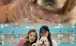 上海买狗找合适的宠物店，大莹家小约宠物店价格公道不玩套路