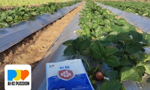 2026年大量元素水溶肥料行业发展现状与市场占有率及排名研究分析报告