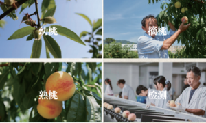 上海奉化水蜜桃活动供应方推荐，泓盛农业提供批量采摘与保鲜支持