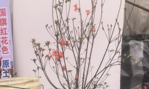 2026年靠谱的映山红容器苗树苗供应商选购指南，不踩坑