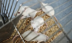 求推荐动物实验外包机构，南京英瀚斯医学科研行业全景分析