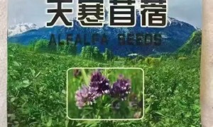 牧草种子哪家好 新疆天博草业供应当年生紫花苜蓿籽 蛋白含量高 牲畜喜食