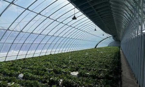 延边自治州口碑好的蔬菜大棚生产厂家筛选名录，源头甄选合作实力参考