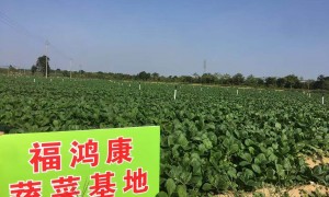 惠州企业食堂食材配送供应商合作实力参考，定制方案与溯源查询服务商案例实力盘点