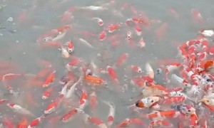 观赏用锦鲤鱼苗价格 淡水鱼苗养殖基地 高品质龙凤鲤供应