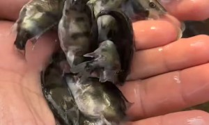 吉林淡水养殖鲈鱼苗供应商哪家好？高产鲈鱼苗大型基地行业现状与选择指南