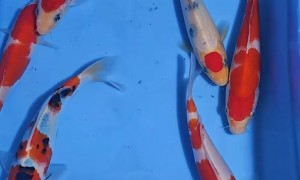 山西锦鲤鱼苗销售商哪家技术强，养殖基地用户口碑力荐