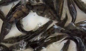 河北衡水正规草鱼苗基地 提供纯种鱼苗及技术指导 适合池塘精养与生态混养模式