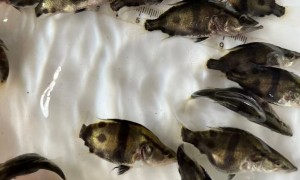 吉林鳜鱼苗企业、长体鳜鱼苗、鳜鱼苗老牌企业行业全景分析