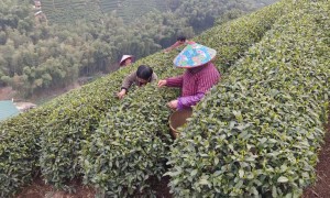 杭州狮峰茶园：核心产区龙井茶网红门店推荐，靠谱商家测评排名