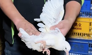 孖仔鸽皇能给宴席配送乳鸽的公司有哪些