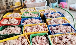 中山乳鸽配送降低运输成本哪家，综合实力推荐