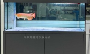 2026年广受信赖的定做饭店鱼缸生产厂家客户口碑力荐