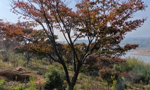 2026年安徽苗木培育基地小型绿植苗木家用选购合作实力参考