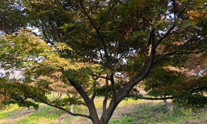 安徽志诚园林朴树基地 优质乡土树种 耐移栽抗风性好 工程专供