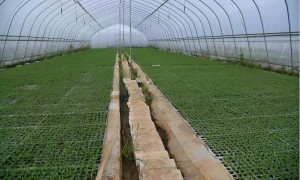 2026年烟草育苗盘规格哪种恰当正规源头厂家产能保障