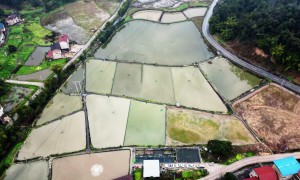 2026年靠谱的观赏锦鲤喂养方法学校评选