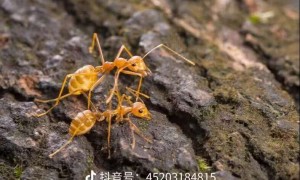 2026年知名的灭蚂蚁服务商有哪些？正规公司省心不踩坑