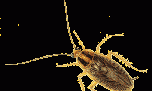 石家庄创卫病媒生物消杀机构推荐 正规服务商与公司口碑参考