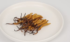 黄浦区野生的冬虫夏草客户口碑力荐，正规源头商家汇总