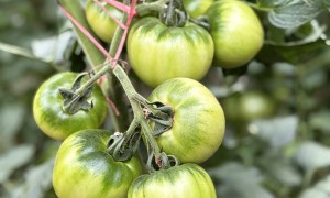 寿光本地洋柿子苗基地，鑫旺坤农业供沙瓤番茄种苗