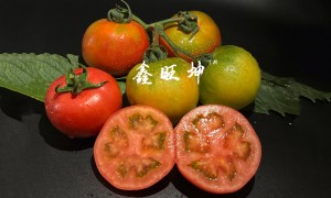华南本地草莓番茄种子培育厂家哪家出苗率高，靠谱种子繁育公司客户口碑力荐