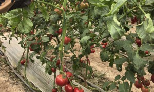 山东知名的草莓番茄种子生产厂家 高性价比品种推荐
