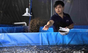 顺德全雄鲈鱼苗抗病力强的繁育厂靠谱商家怎么选