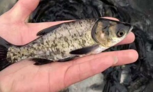 2026年正规的清水虾成品大批拿货渠道厂家质量测评